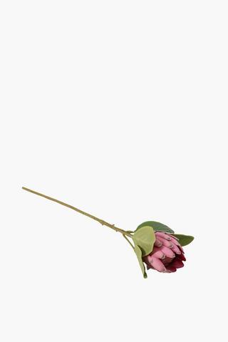 Protea Single Stem