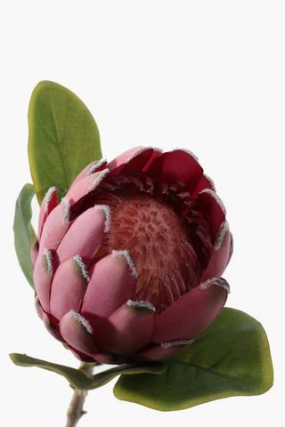 Protea Single Stem