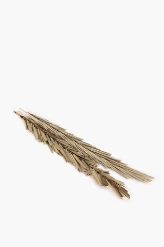 Dry Bunch Date Leaves