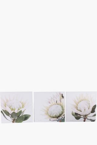 3 Printed Protea 40x40cm Wall Art