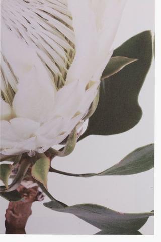 3 Printed Protea 40x40cm Wall Art