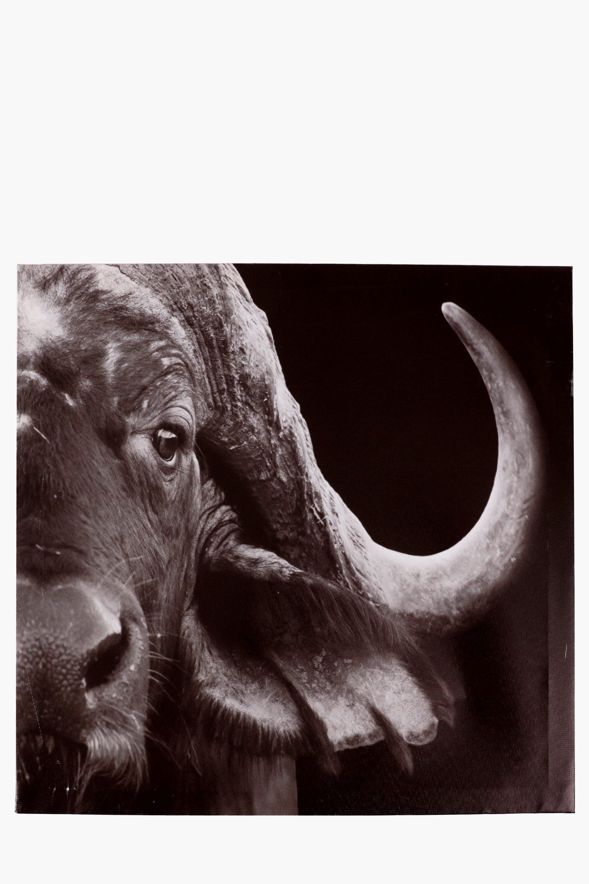 Buffalo Canvas Wall Art 40cm   02 7401013870 SI 00