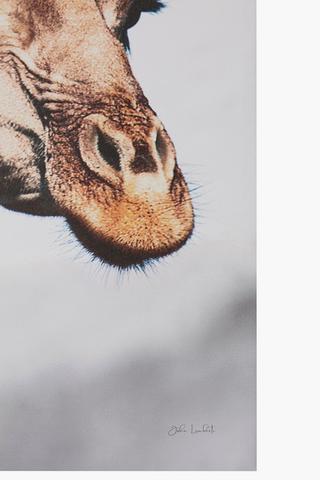 Giraffe Printed Canvas, 60x90cm