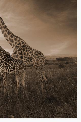 Giraffe Landscape Canvas, 60x90cm