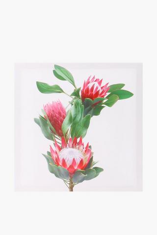 Protea Bunch Canvas 40cm