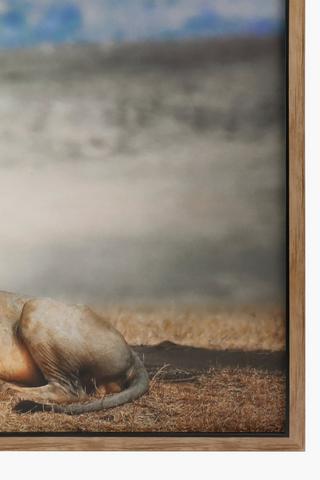 Lion Framed Canvas 90x120cm