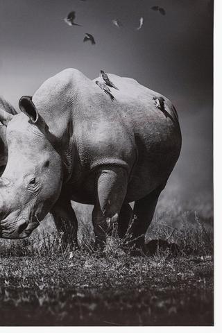 White Rhino Canvas Wall Art, 40x40cm