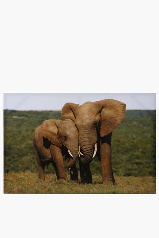 Printed Elephant Canvas, 60x90cm