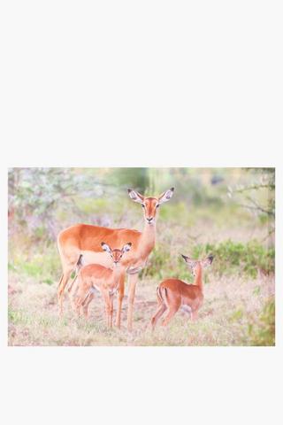 Impala Canvas Wall Art 40x60cm
