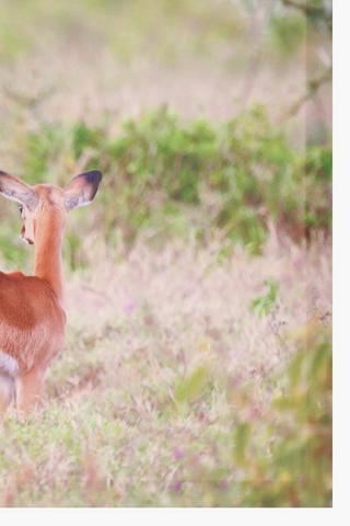 Impala Canvas Wall Art 40x60cm