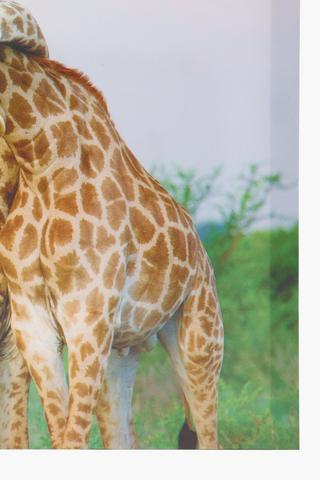 Giraffe Cuddle Canvas, 40x40cm
