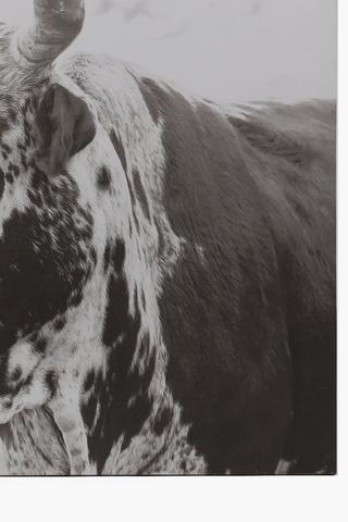 Printed Nguni Wall Art, 100x100cm