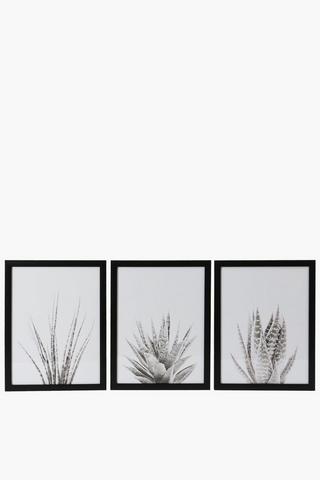 3 Piece Framed Aloe Plants