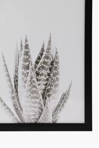 3 Piece Framed Aloe Plants