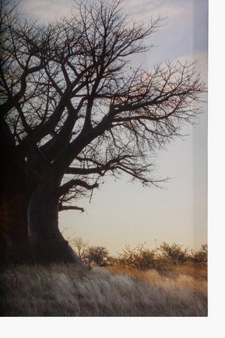 Printed Baobab Sunset Canvas, 40x60cm