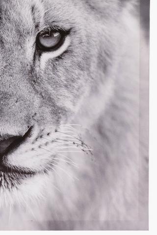 Lion Cub Canvas, 40x60