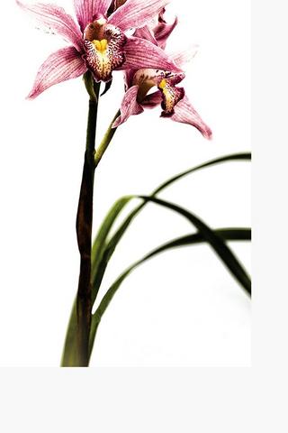 Printed Flower 60x90cm Wall Art