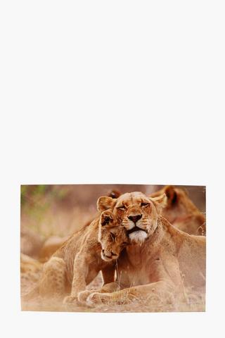 Lion Cuddle Canvas Wall Art 60x90cm