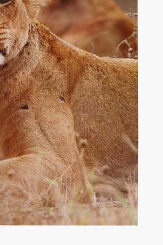 Lion Cuddle Canvas Wall Art 60x90cm