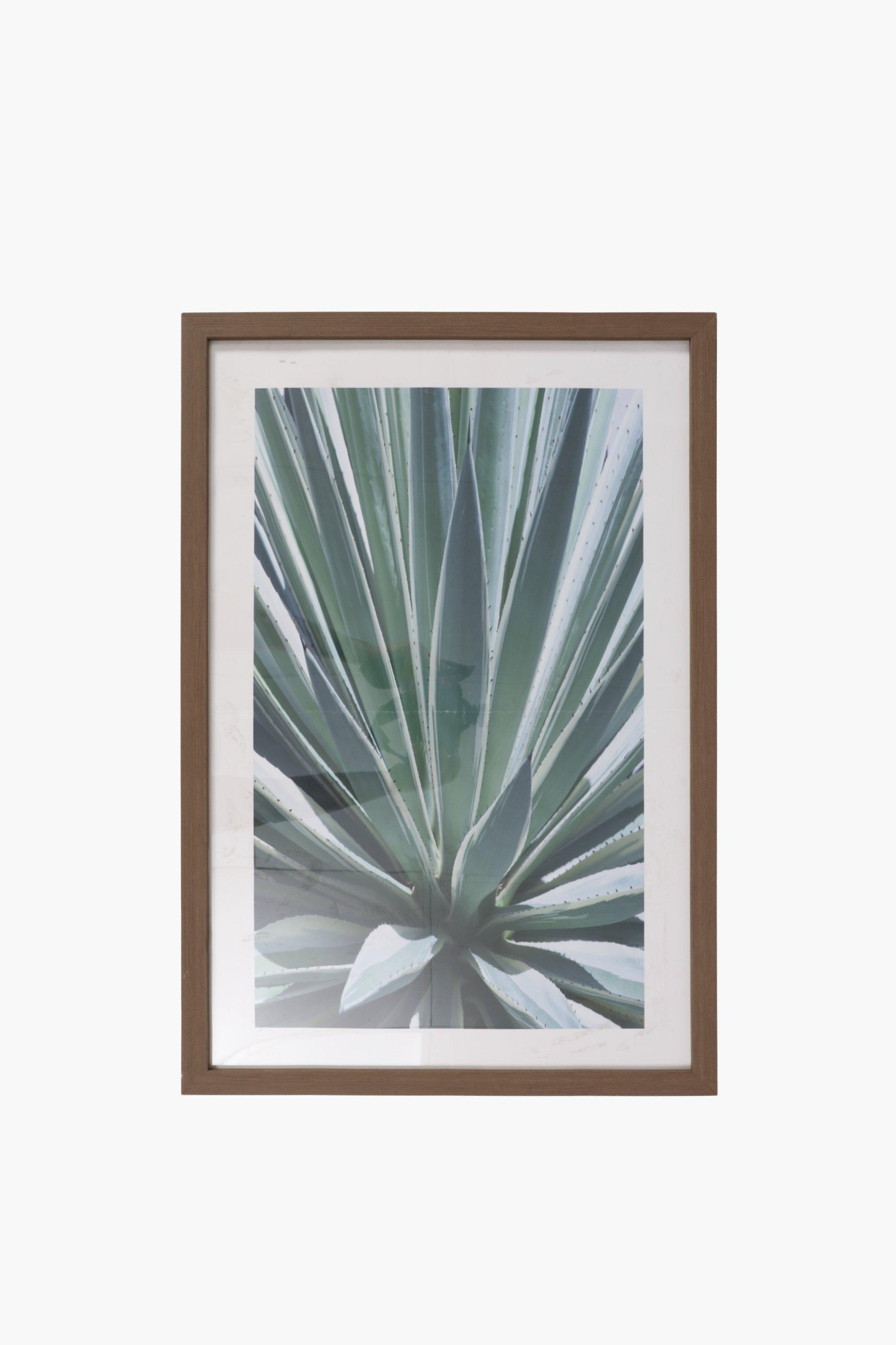 Framed Succulent Wall Art