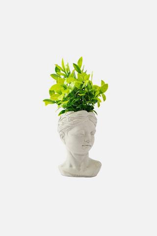 OLIVIA POTTED FAUX SHRUB