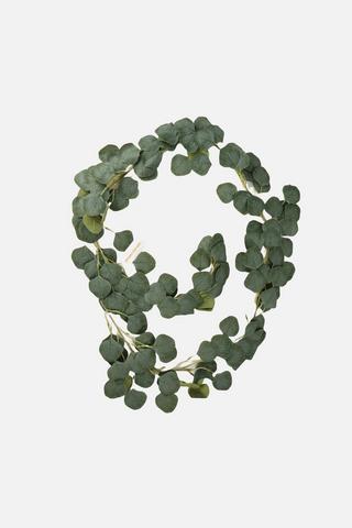 EUCALYPTUS TRAILING LEAF