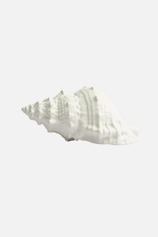 CORCH SHELL DECORATIVE ORNAMENT