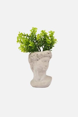 POTTED OLIVE CEMENT
