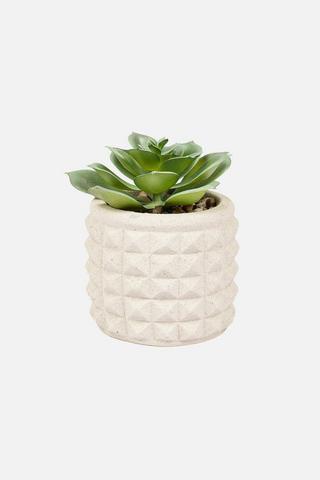 POTTED MINI TRIANGULAR PLANT