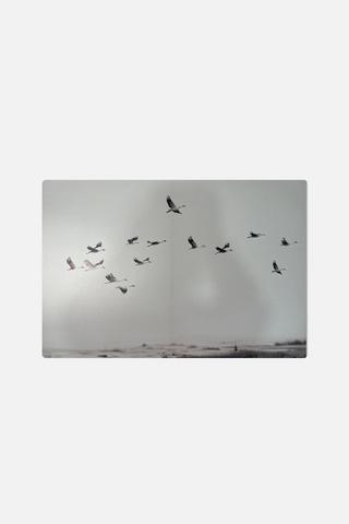 PHO BIRDS CANVAS 80X100