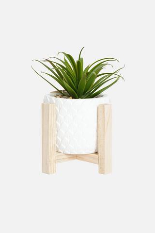 POTTED LOTUS ON LEGS SUCCULENT