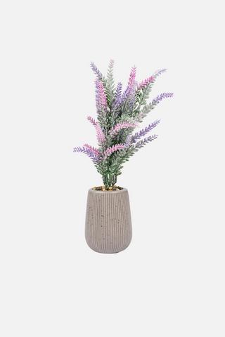 POTTED LAVENDER GREY