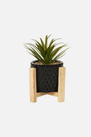 POTTED RIBBED SUCCULENT