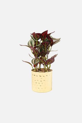 DIMPLE POTTED PLANT