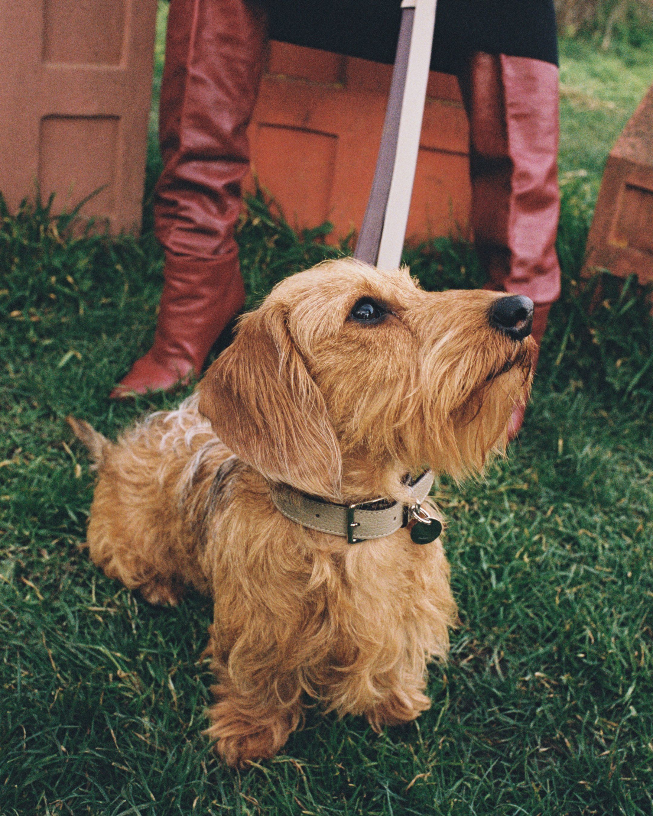 dog wearing Mulberry leather dog collar in beige leather