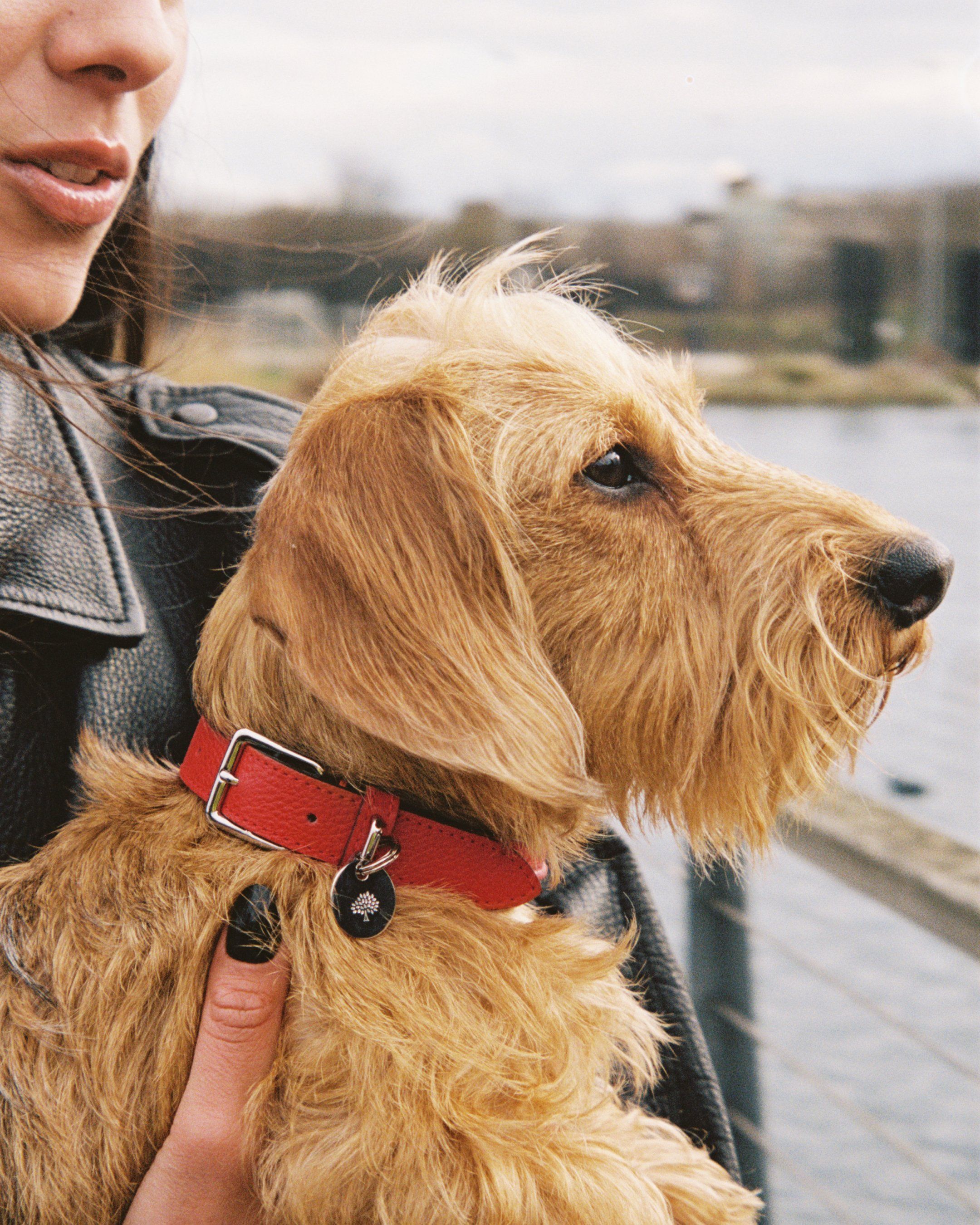 Dog with red leather collar