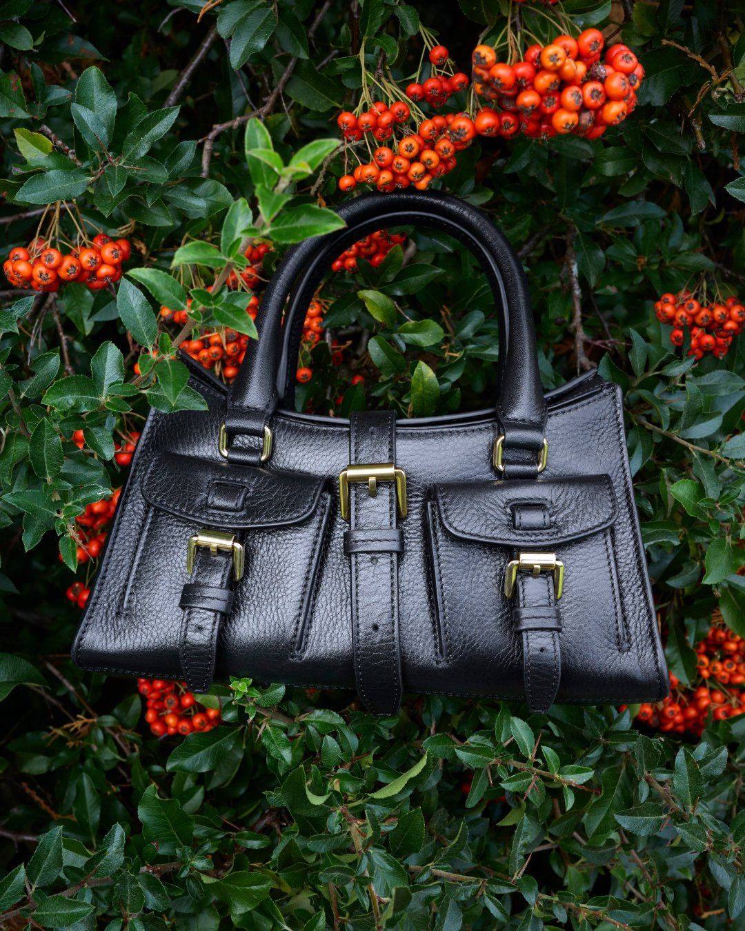 Mini Roxanne in holly bush