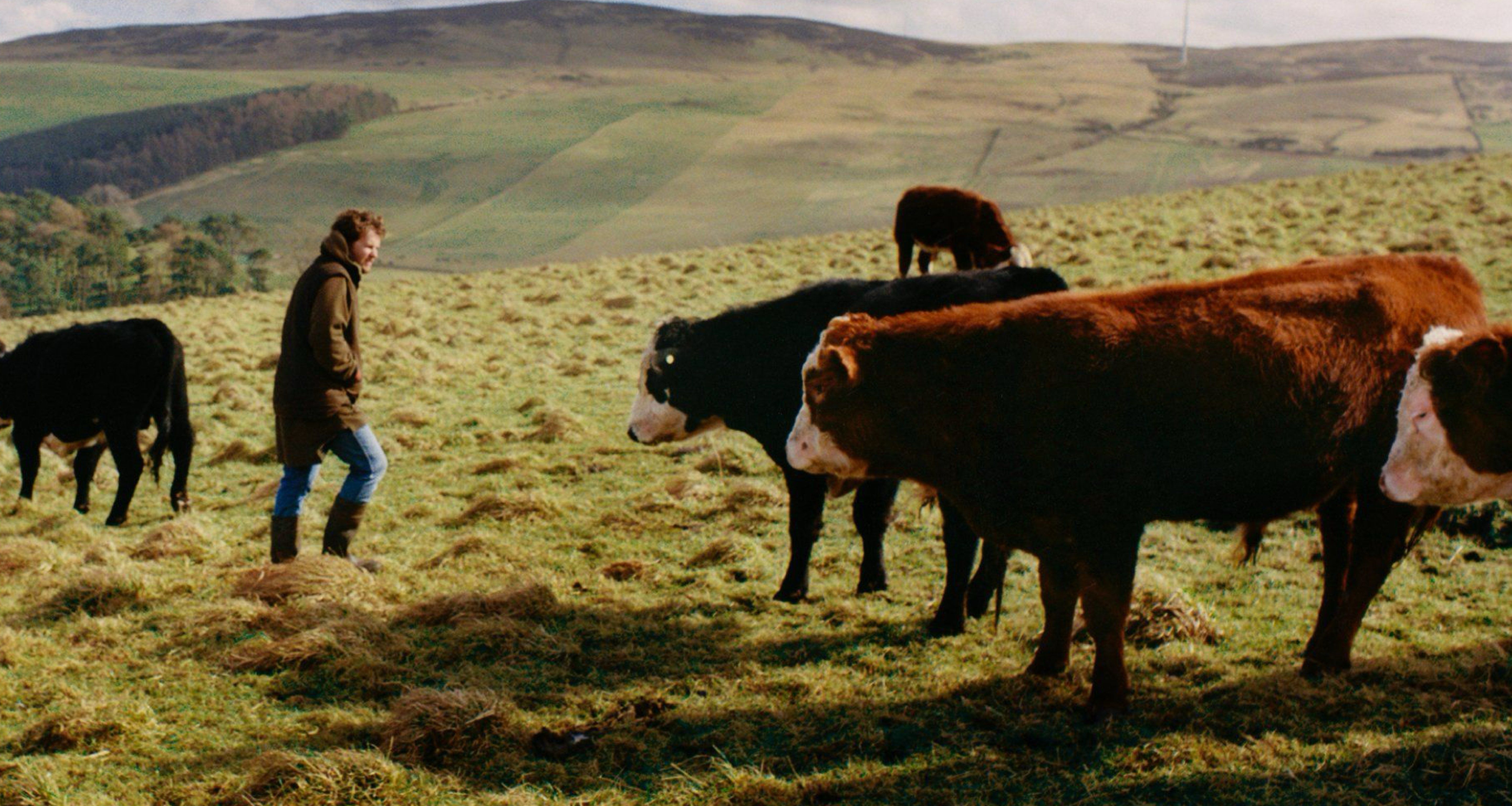 Farmer with cows