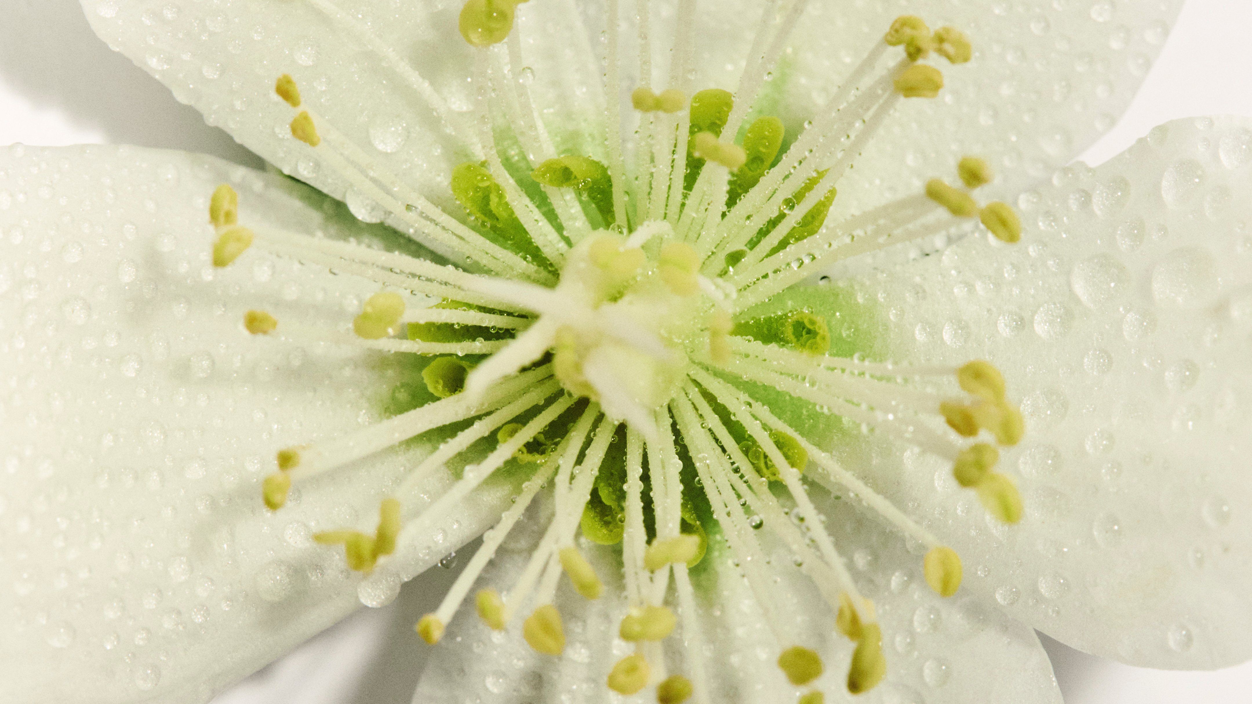 Seasonal white and yellow flower