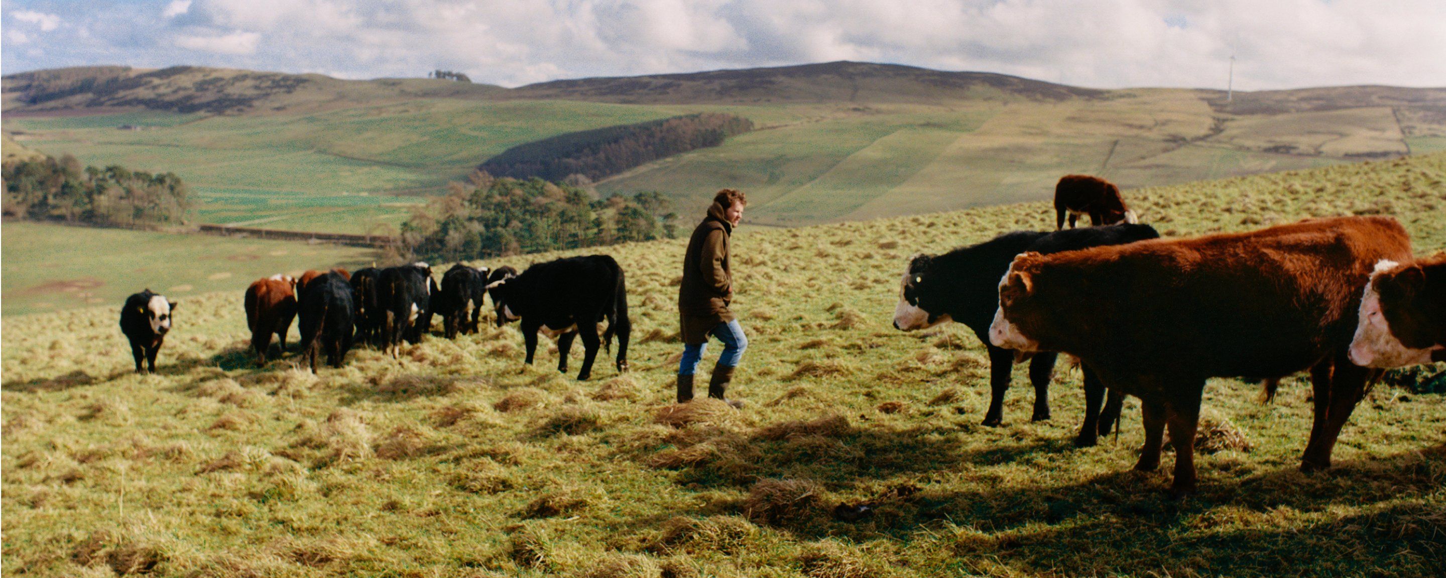 Farmer with cows in a field