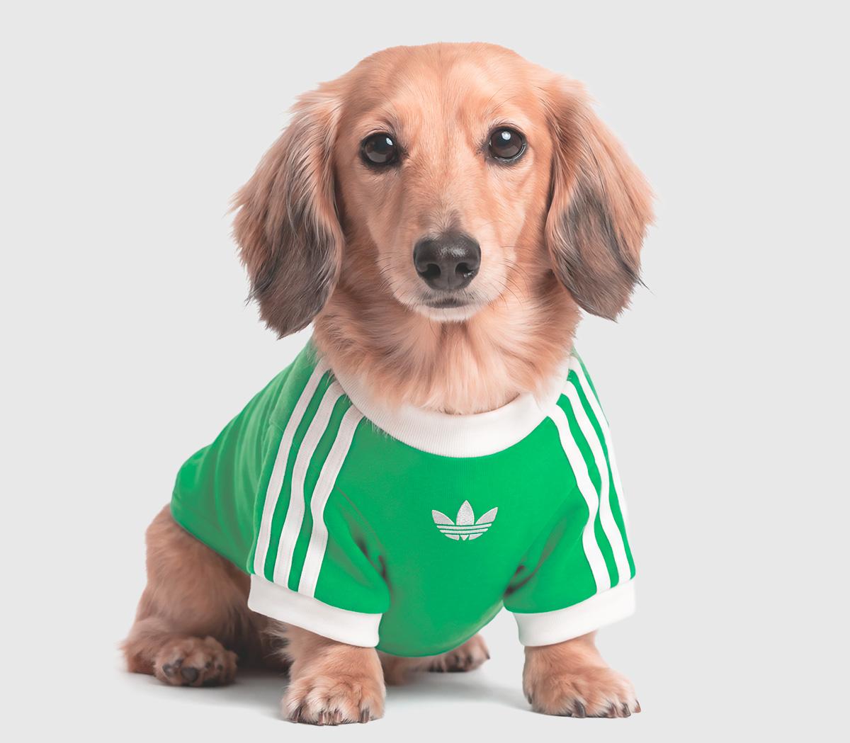adidasPet Cali TeeFlash Lime Offwhite
