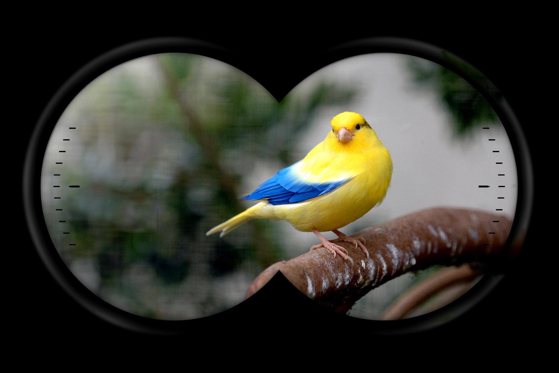 THE CALLING OF CANARY JACK
