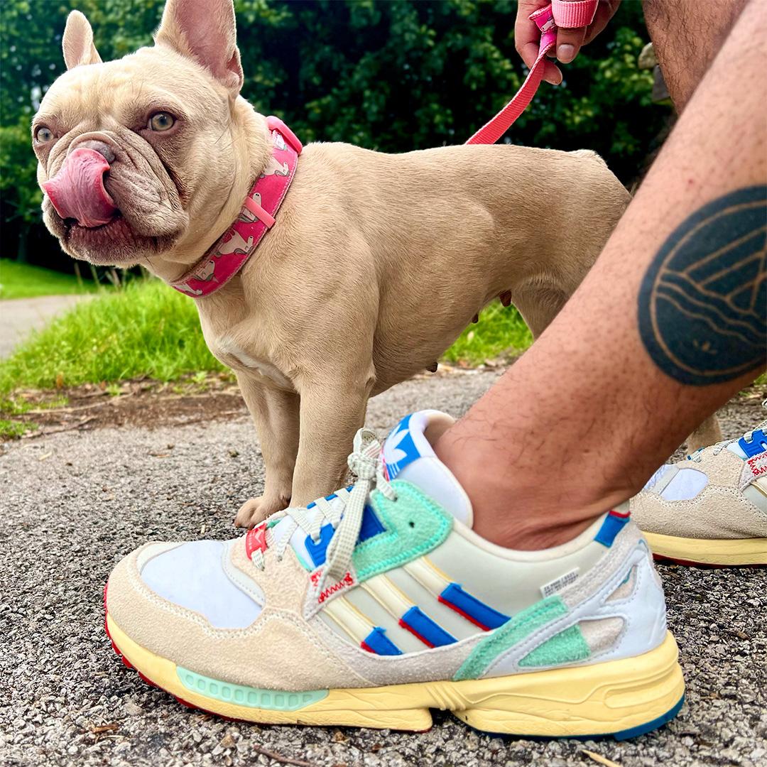 adidas gazelle silver green womens Black Dog Shoes | Dog Running Shoes main image 0