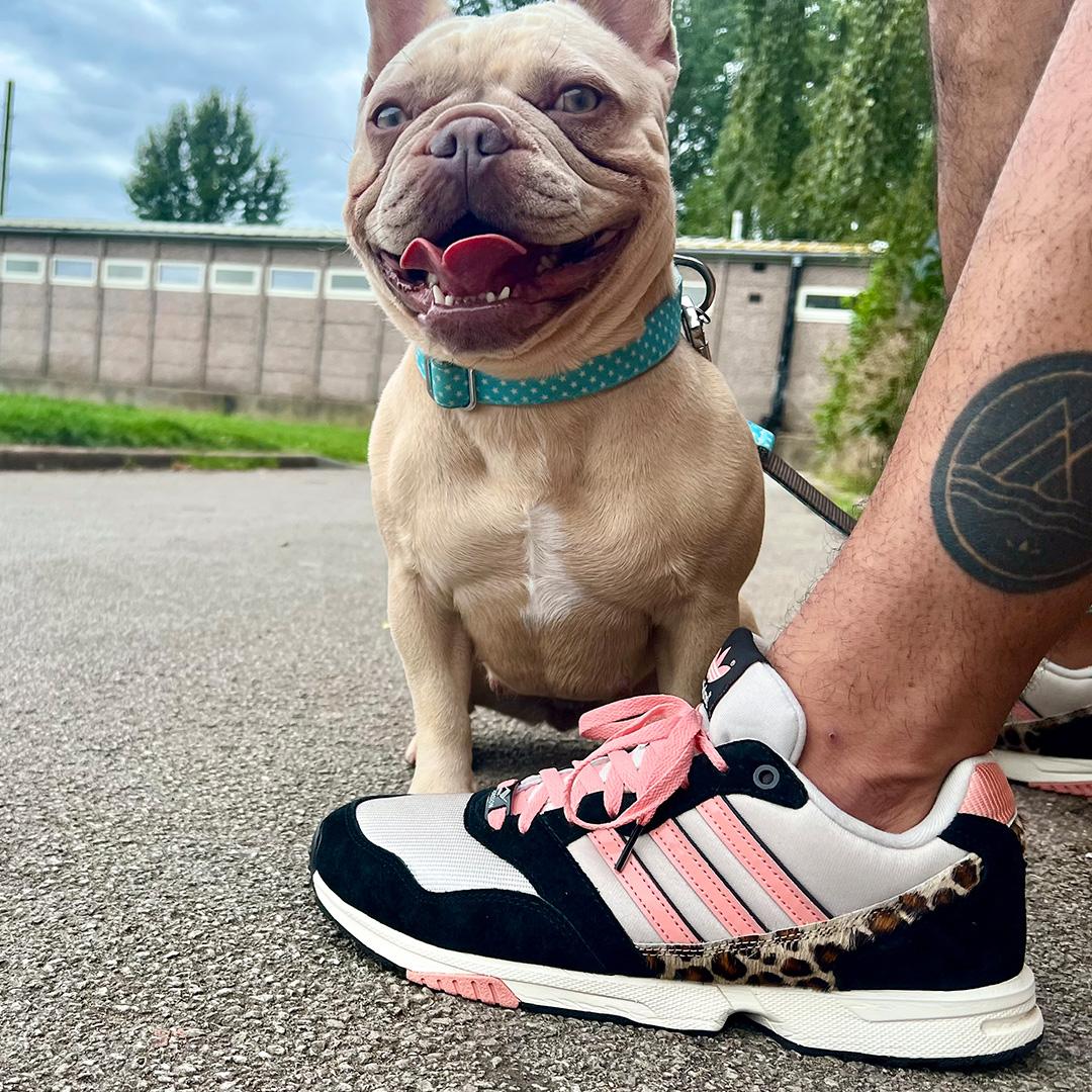 adidas gazelle silver green womens Pawlux French Bulldog Sneakers – Shining Love High-Top Sneakers main image 1