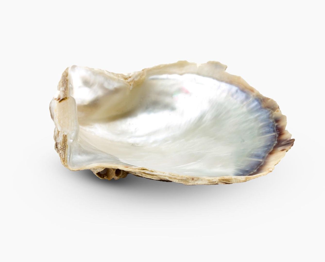 Mother of Pearl | Stones | Materials | Pandora HK