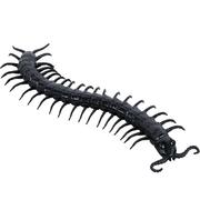 Black Centipede