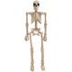 Miniature Poseable Skeleton, 8in