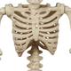 Miniature Realistic Hanging Skeleton, 16in