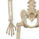Miniature Realistic Hanging Skeleton, 16in