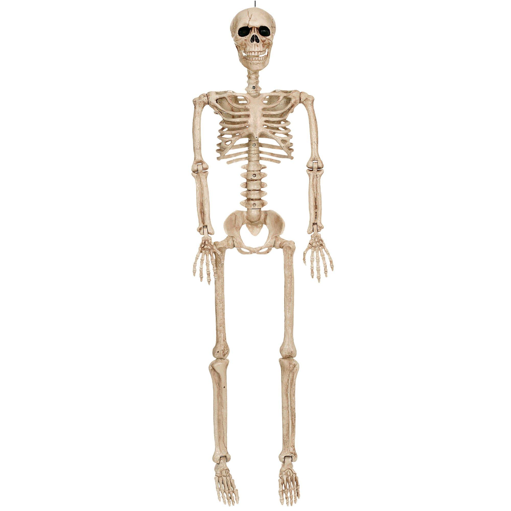 Realistic Hanging Skeleton, 3ft - Halloween Decoration | Party City